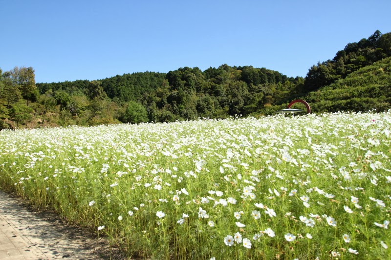 笑隆の庭 フラワーパーク大洲 コスモス