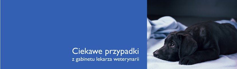 ciekawe przypadki