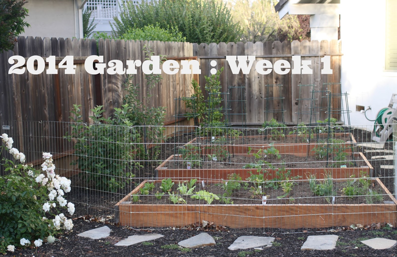 How To Keep Dogs Out Of Garden