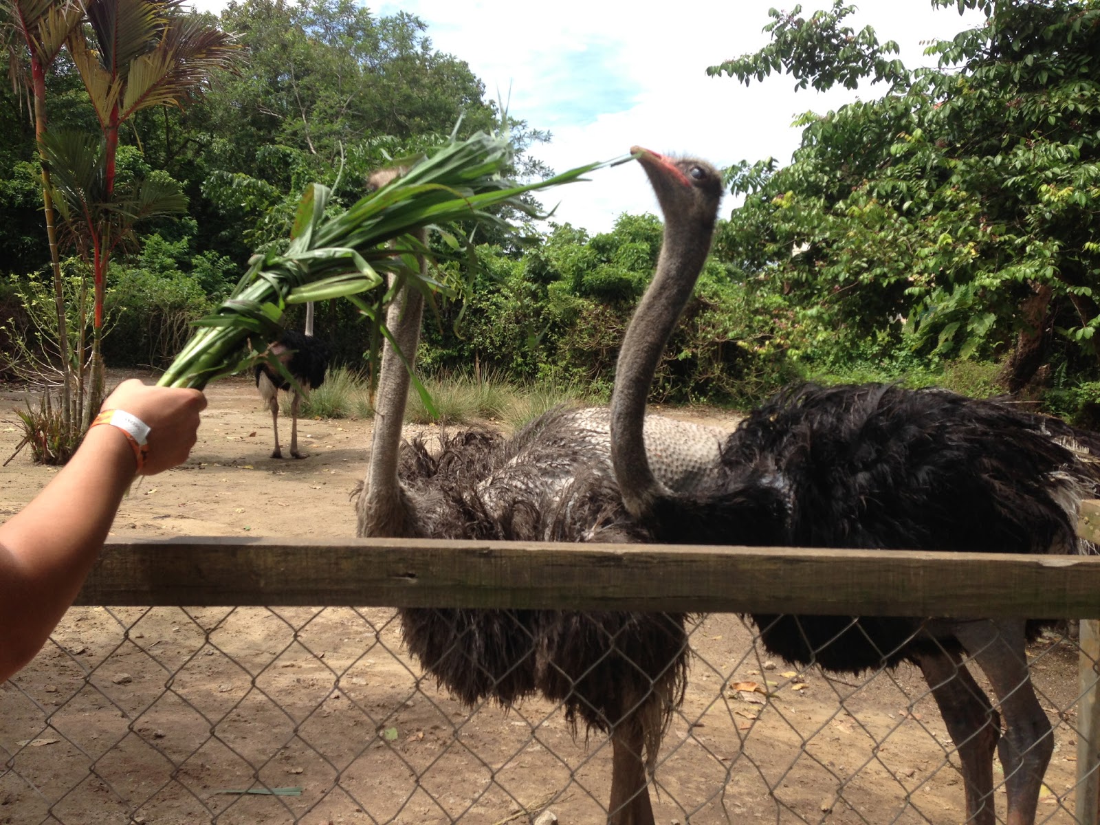 Sieweez : Ostrich Farm,Port Dickson