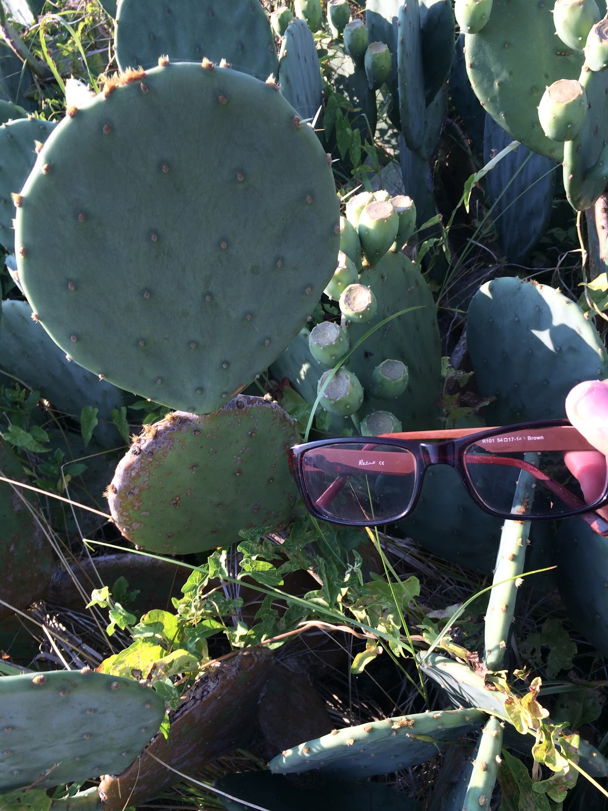 AP Biology Biological Collection Photo Blog Modified Leaf