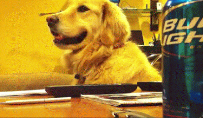 golden retriever dog love the guitar