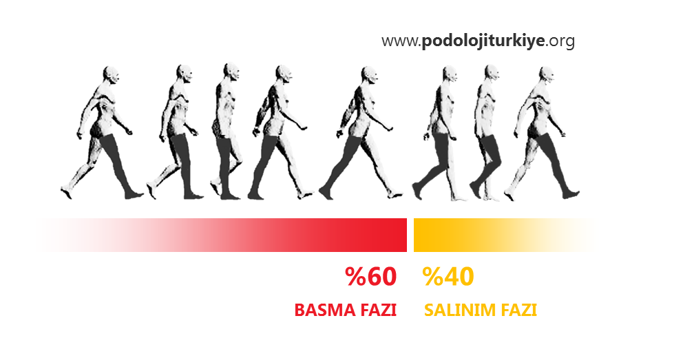 Yürüme Siklusu Nedir?