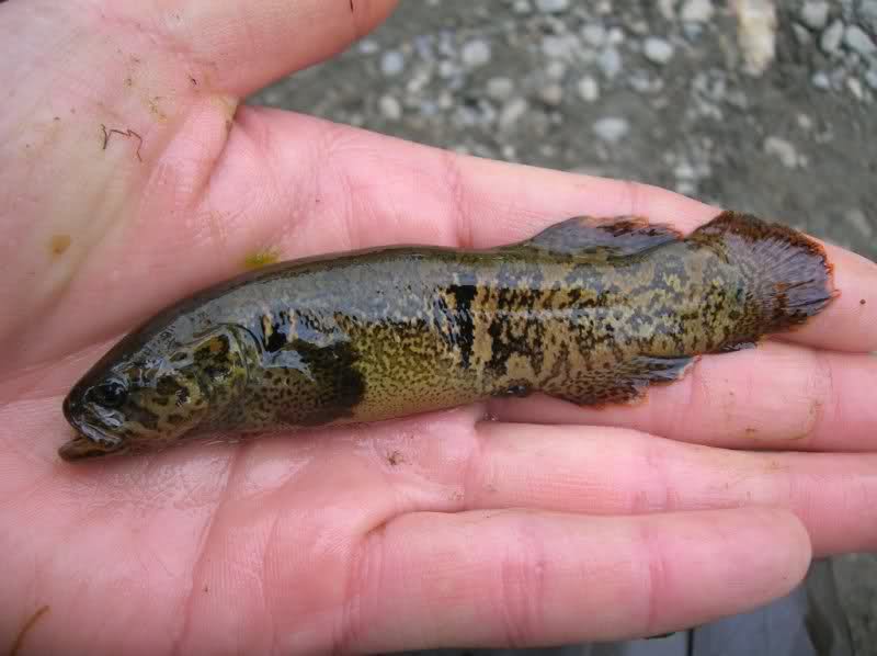 Alaska Blackfish Fishes World HD Images & Free Photos
