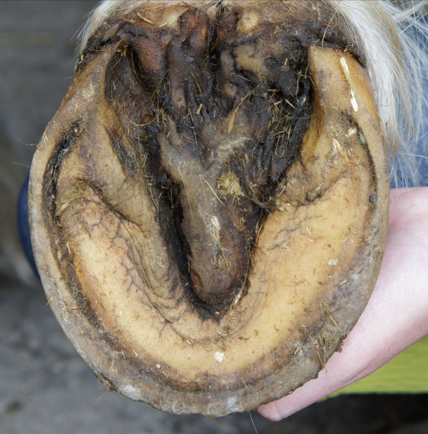 Barefoot Horse Blog: Hoof Reading 3 horse high line diagram 