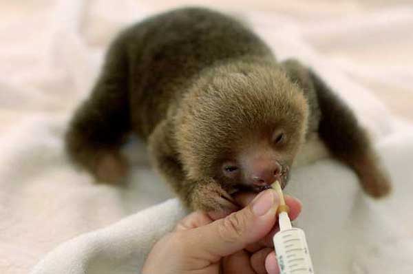 Cute Baby Sloths