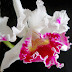Kỹ thuật để hoa lan Cattleya trổ hoa đúng tết