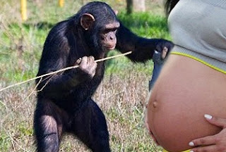 Garota Brasileira Engravidou de um Chimpanzé...BIZARRO! Chimpanze+engravida+garota+brasileira