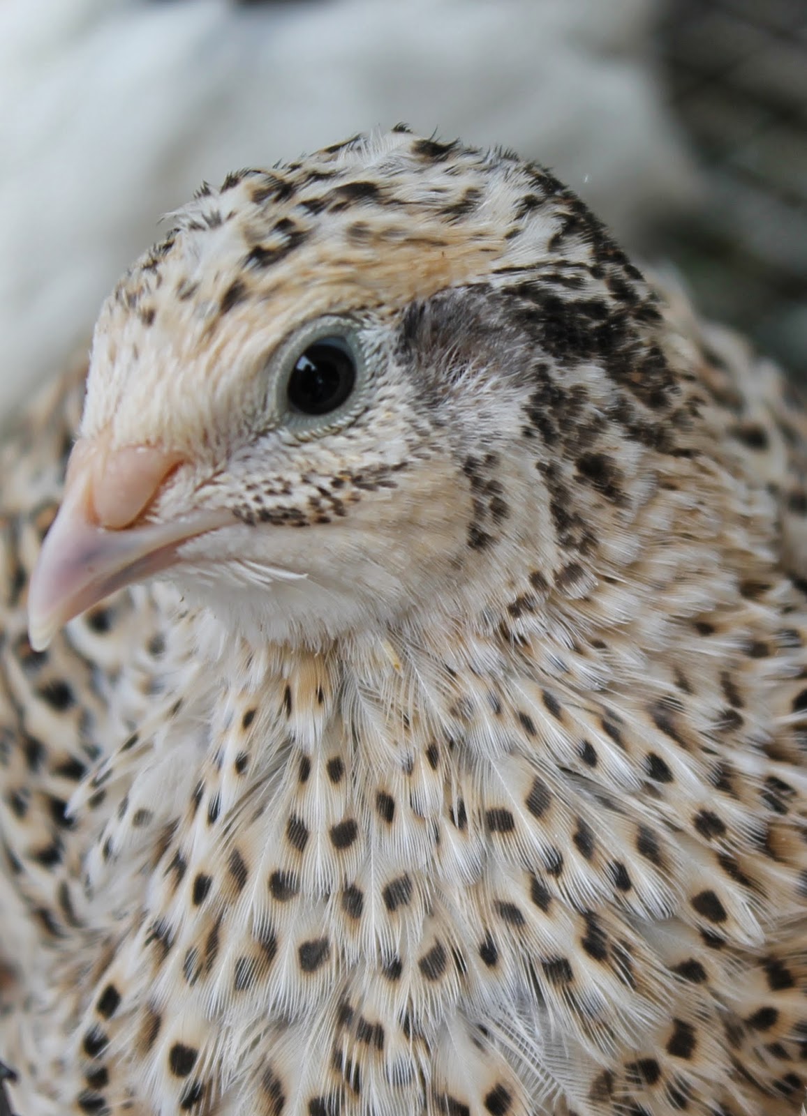 Illawarra Quail Pet Quail
