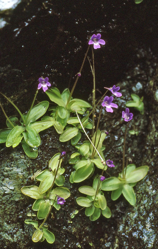 Green Girly Zone 3 Flowers Butterwort (Pinguicula vulgaris)