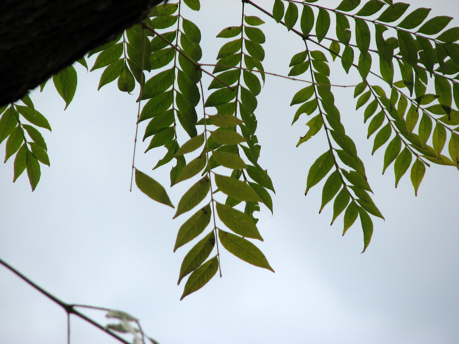 Plant Photography Jacaranda micrantha Leaves From Below
