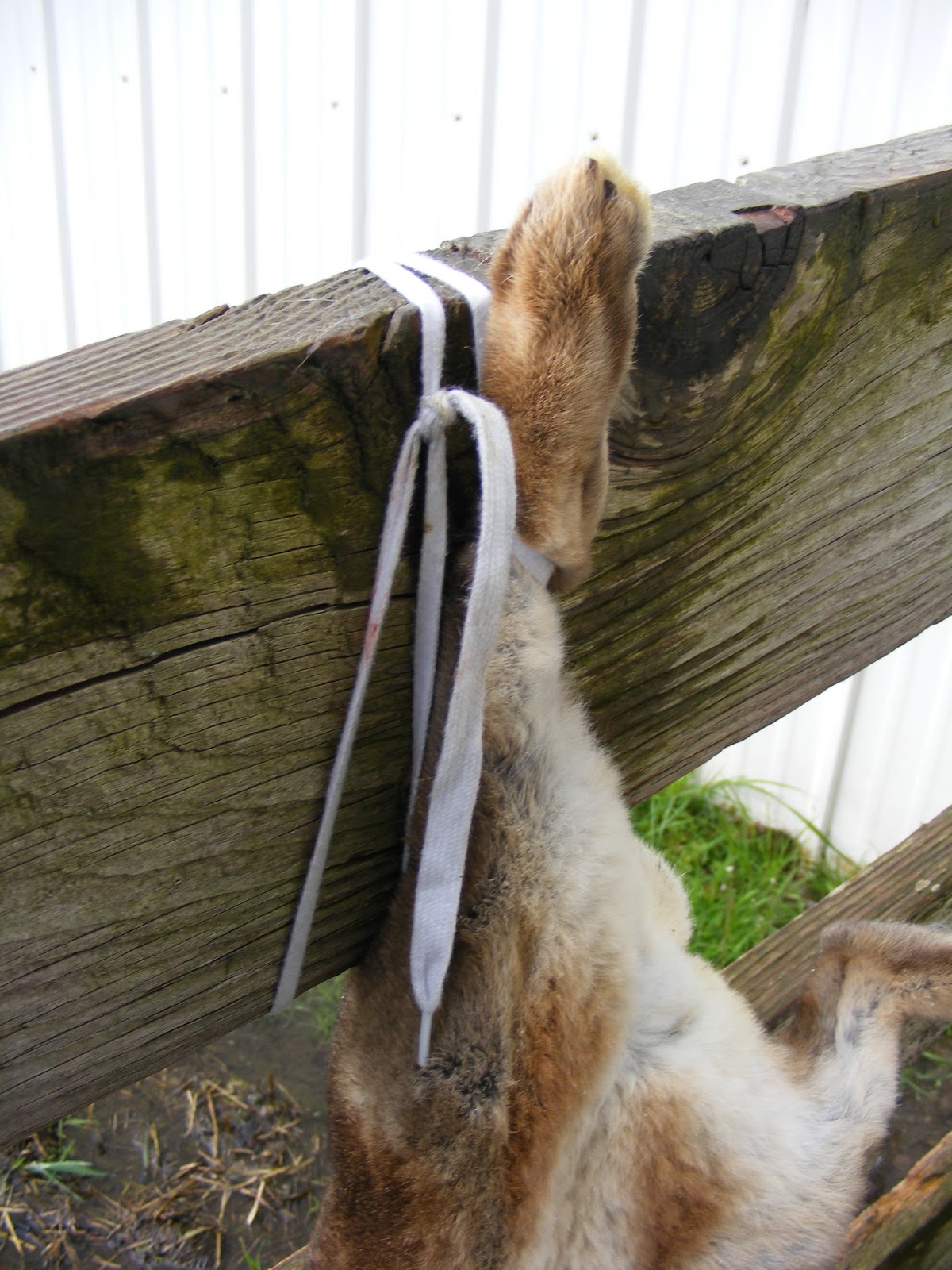 Life From Scratch Butchering a Rabbit Part II Eviscerating & Skinning