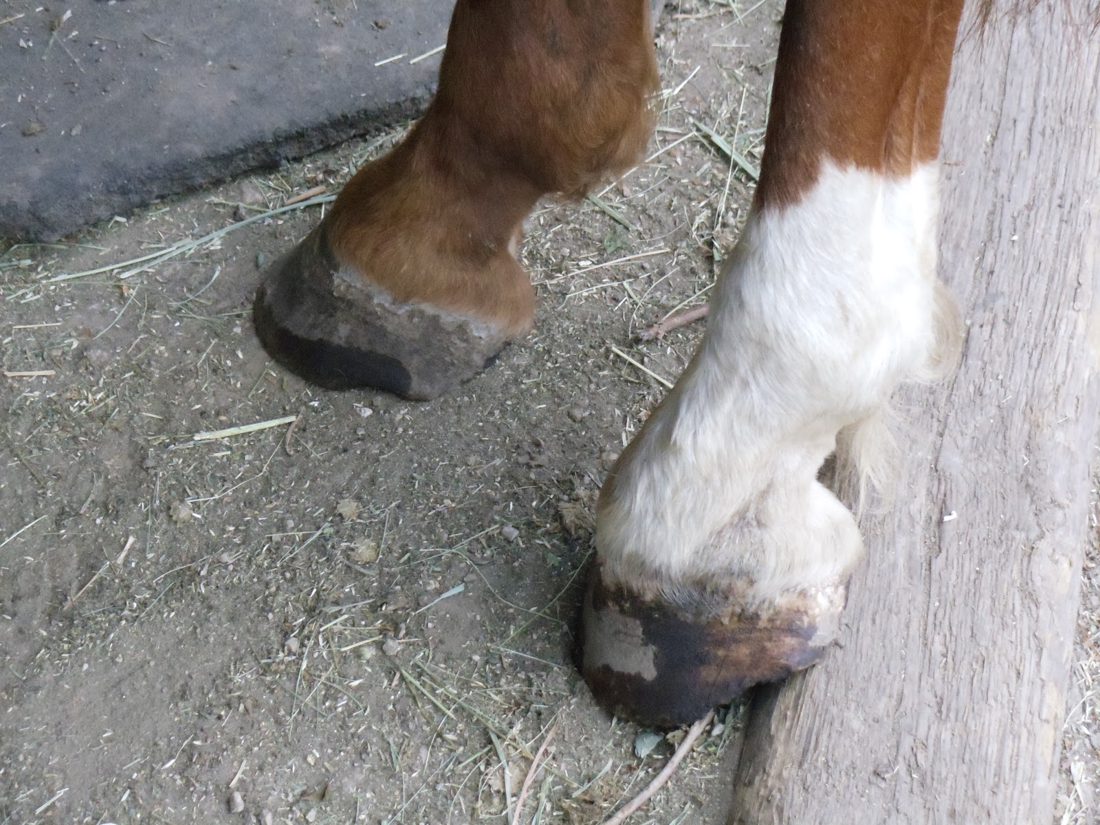 MidWestHorse Blog Horse Hoof Tips In This Horrible Hot Drought!