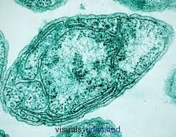 Jual Bakteri Nitrosomonas europaea ~ Microbio-Lab