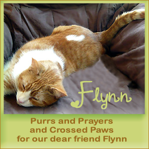 Purrs for our pal Flynn