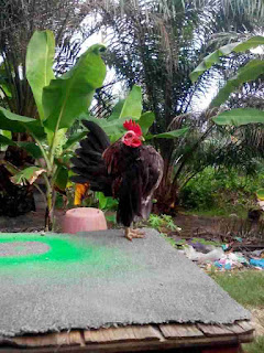 ayam serama