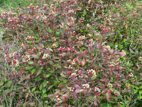 gray dogwood