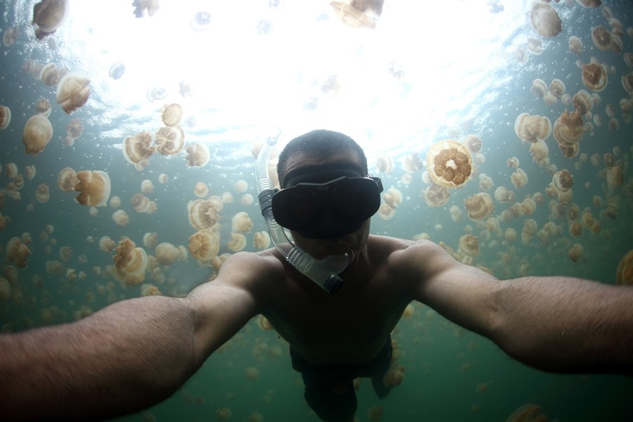 Swimming With Thousands Of Jellyfish