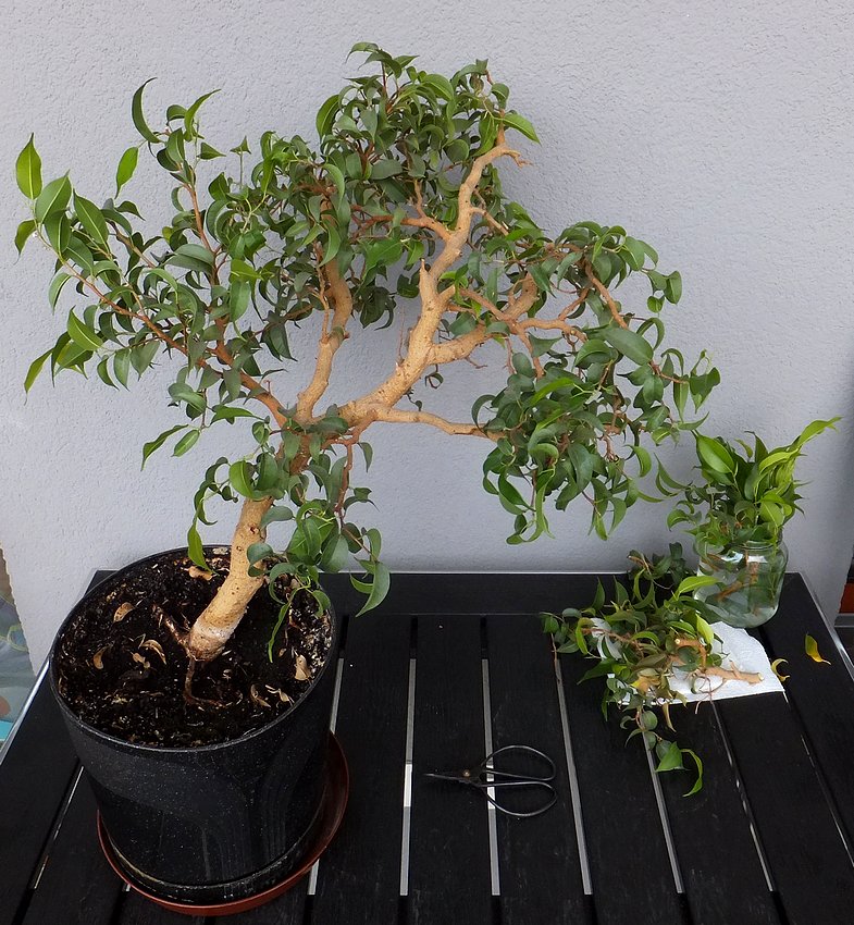 Bonsai pierwsze przycinanie Fikusy, storczyki, bonsai, draceny, a