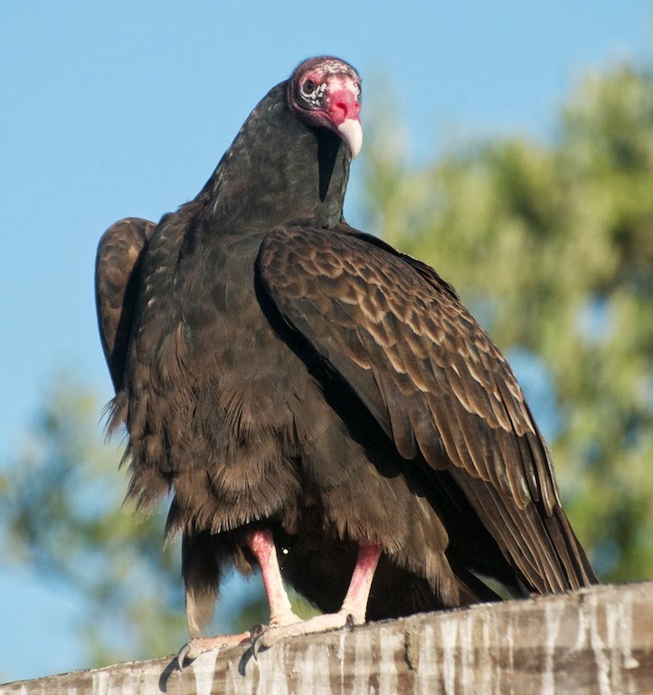 Collection 95+ Wallpaper Why Do Turkey Vultures Circle In Large Groups