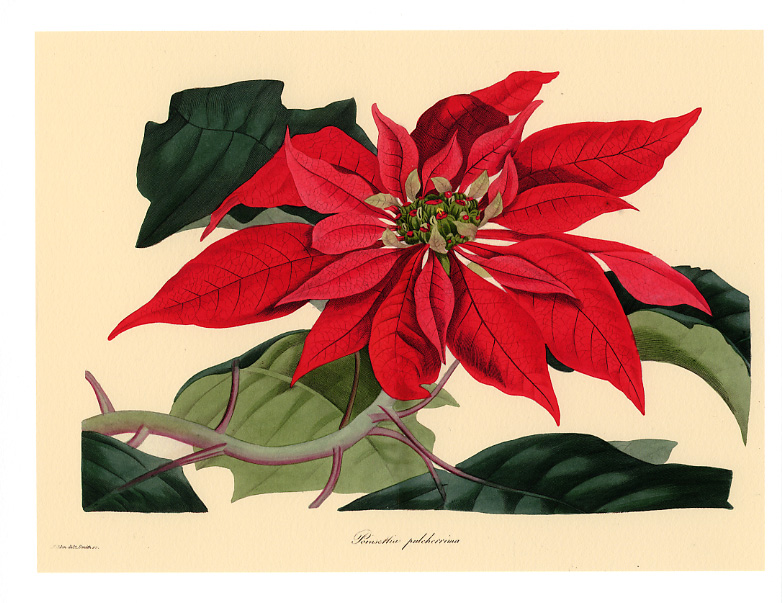 Dreaming of Vintage Vintage Christmas Botanicals