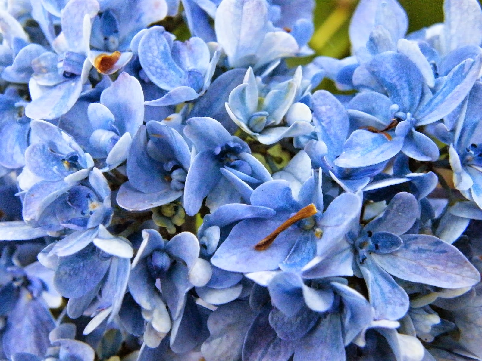 Au Gre Du Jardin Pas De Miracles Au Gre Du Jardin