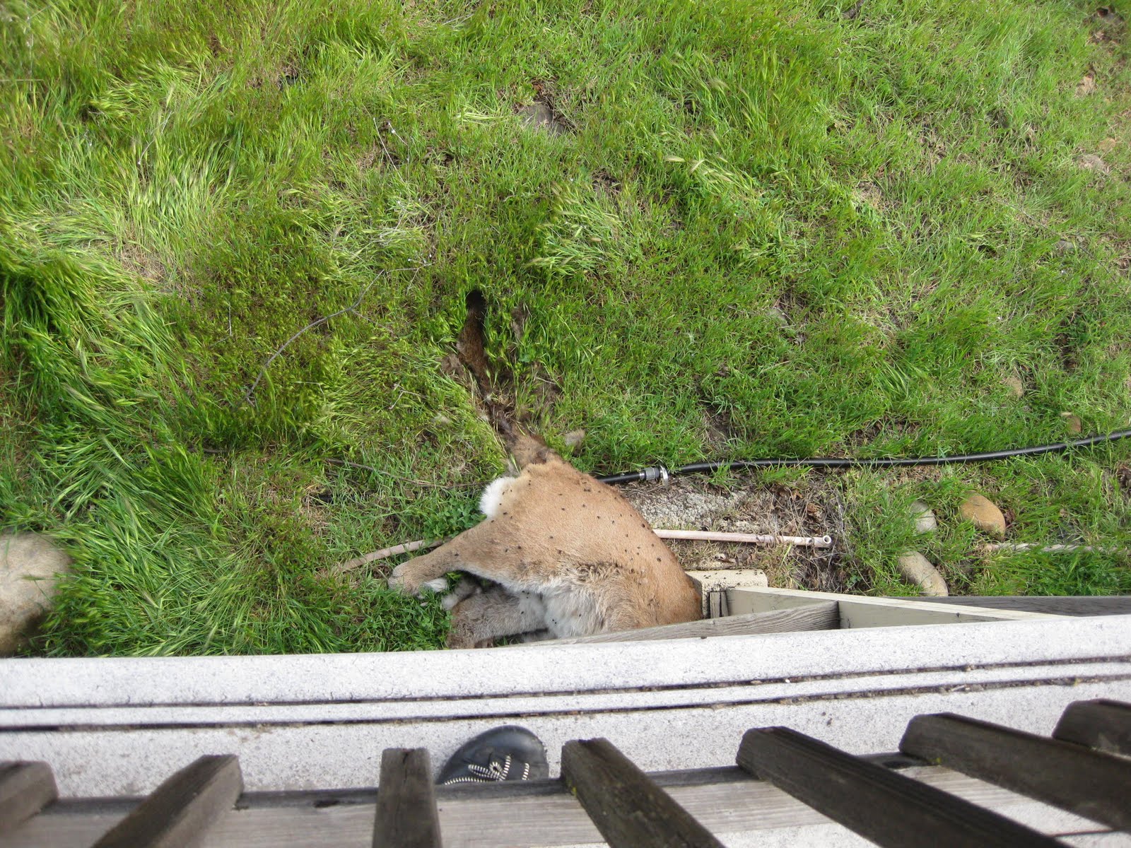 It's a July Thing There Is A Dead Mountain Lion Under The Deck!!