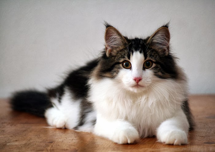 largest norwegian forest cat