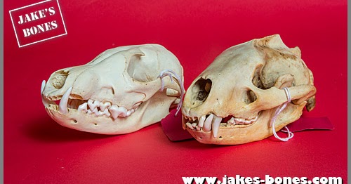 www.jakes-bones.com