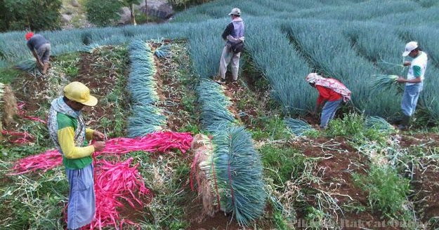 Raja Dihati Makalah Sosiologi Pertanian