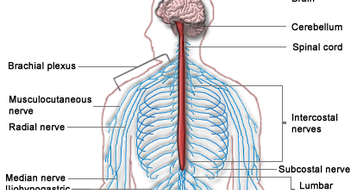 New Voice, New Career: Anatomy and Physiology series: The Peripheral
