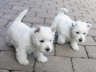 West Highland Terrier Cachorro
