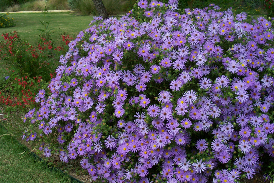 Preferred Landscape and Lighting The best fall annuals Preferred Landscape and Lighting The best fall annuals