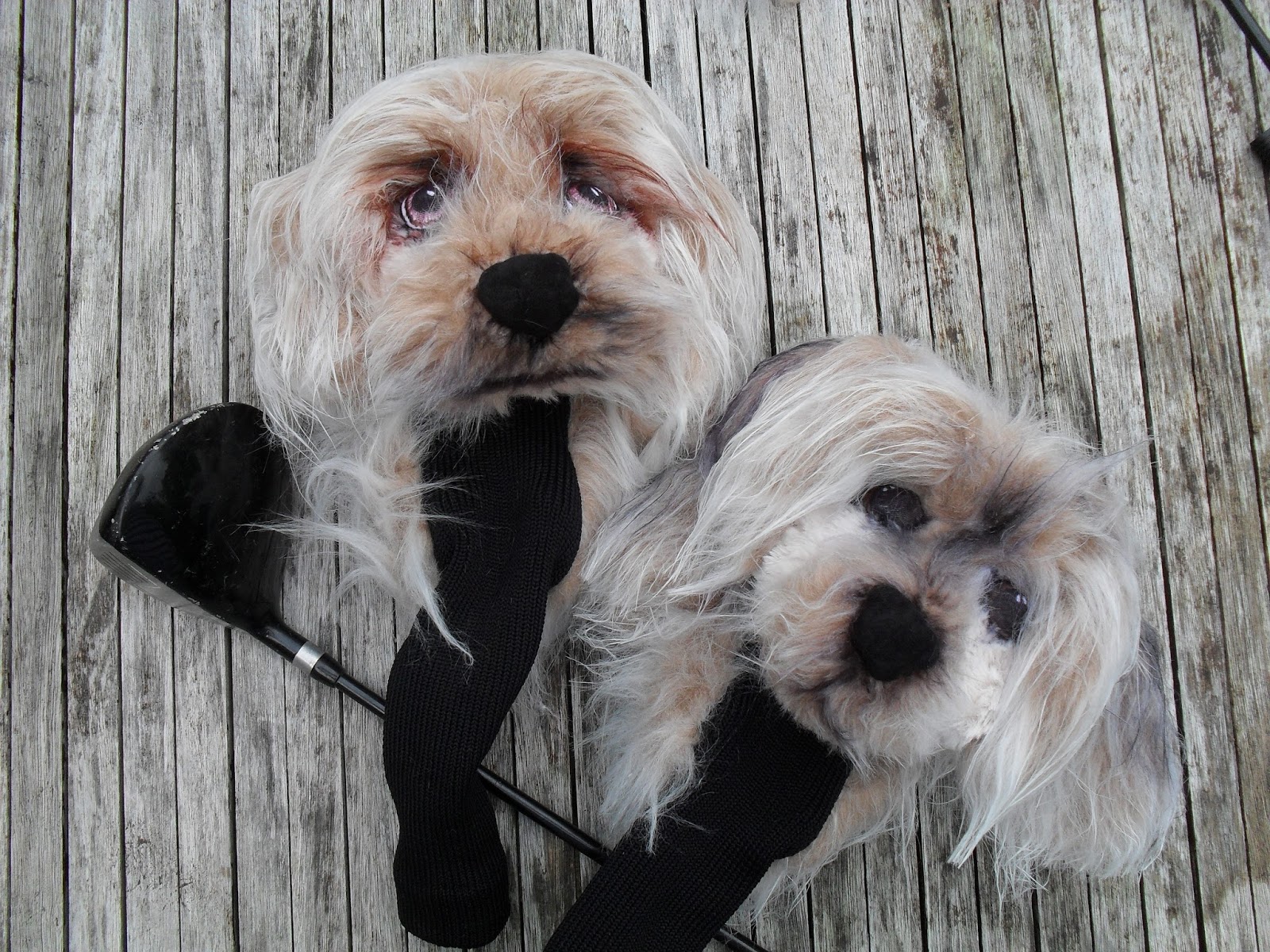 Custom Golf headcovers and puppets Maltese Yorkie mix golf club