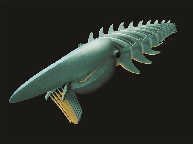 Spectacular Moroccan fossils redefine evolutionary timelines Spectacular Moroccan fossils redefine evolutionary timelines