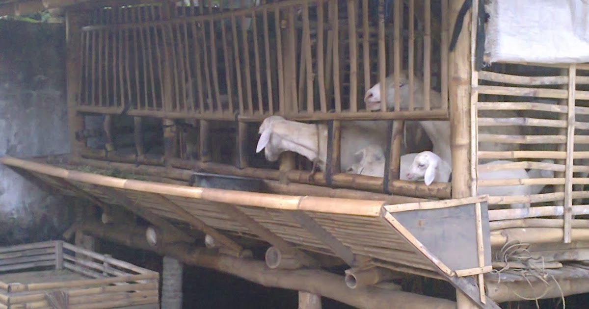 Contoh Proposal Dana Ternak Kambing Desa Kraton