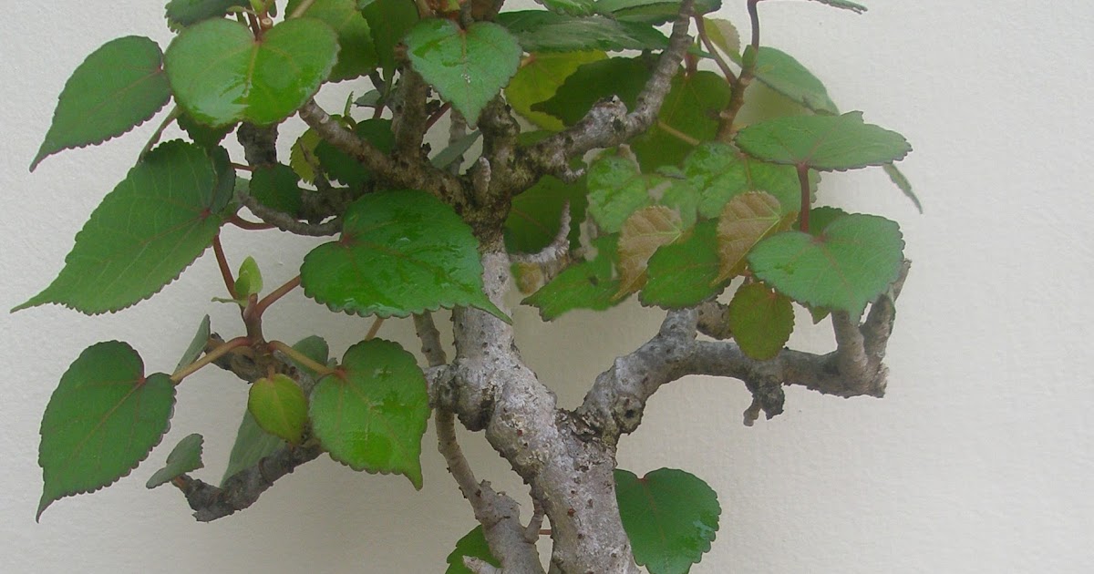 arthr.bonsai Waru ( Hibiscus Tiliaceus )