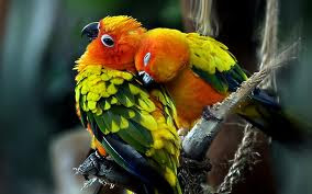birds in love