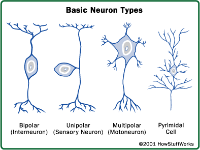 Tipe-tipe Neuron