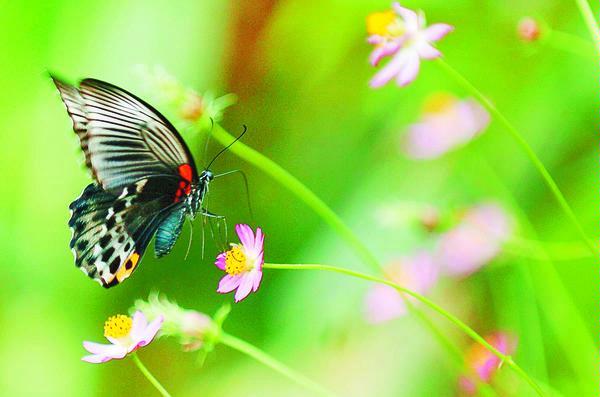 gambar binatang - foto kupu kupu indah