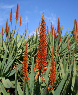 flowers for flower lovers.: Aloe vera flowers.