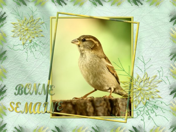 Résultat de recherche d'images pour "bonne semaine"