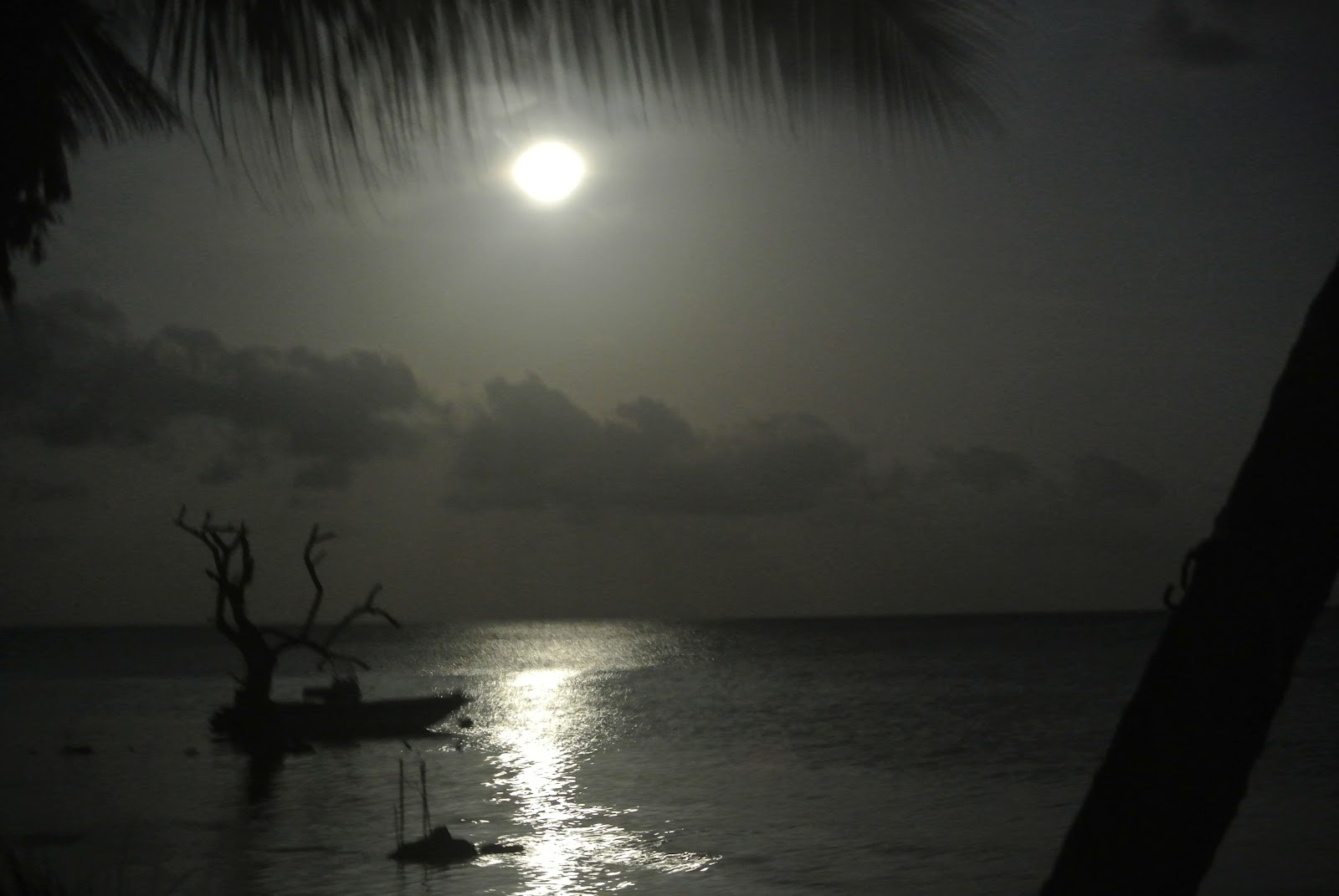 Living the Dream Deer Run Moonbeams