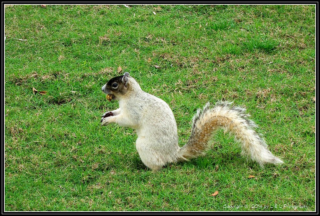 Ocala, Central Florida & Beyond Foxtail squirrels at Eagle Ridge