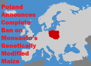 Poland Announces Complete Ban on Monsanto’s Genetically Modified Corn