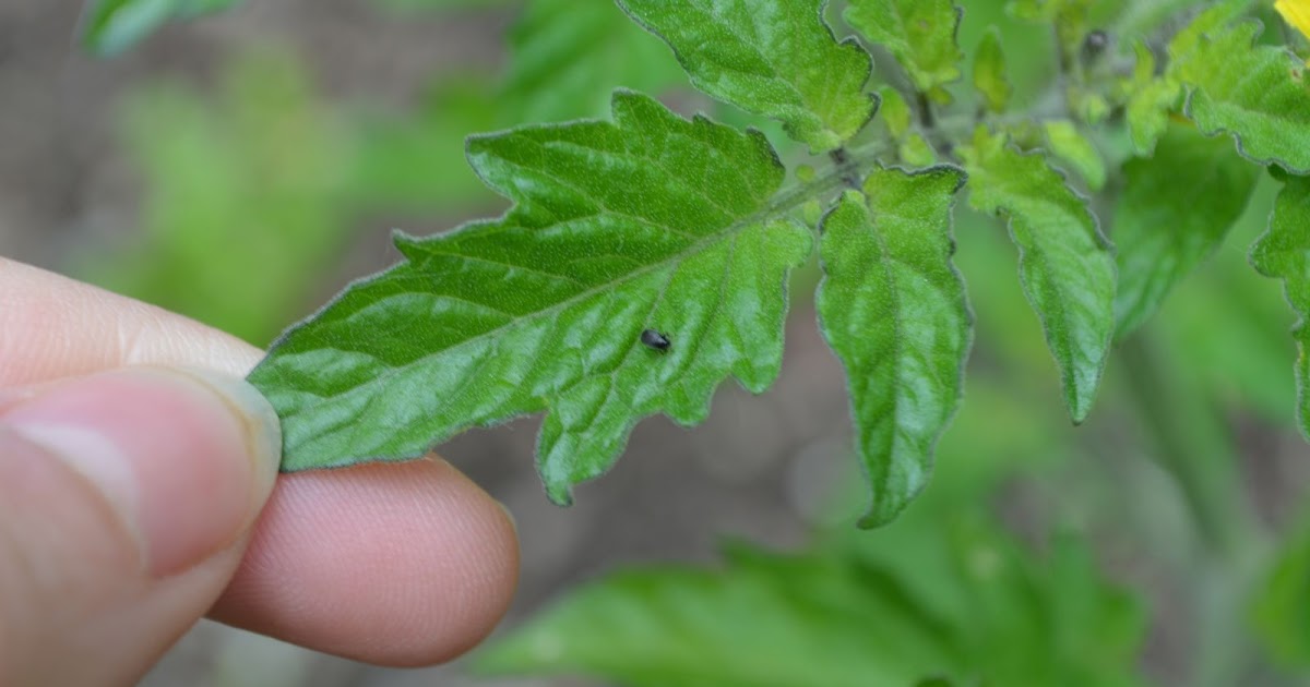 Gardens + Insects Black Bugs on Tomato Plant Revisited ANSWERED