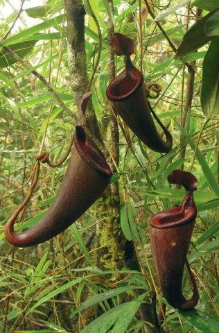 Nepenthes+leonardoi+%282%29.jpg (316×480)