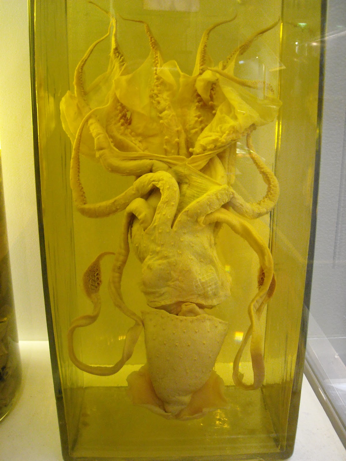Squid In A Jar