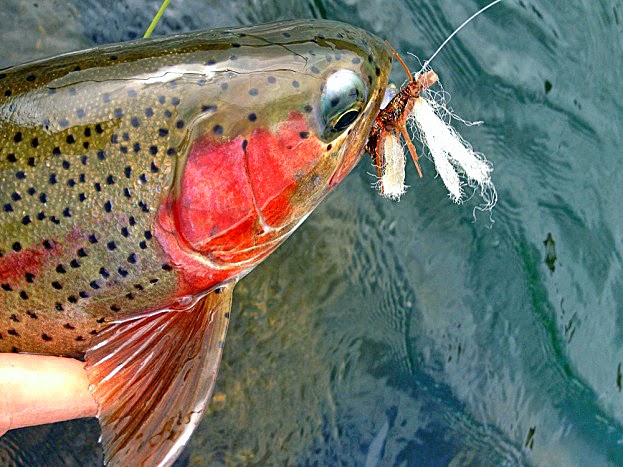 Gorge Fly Shop Blog: Salmon Fly Hatch on the Deschutes River, Oregon