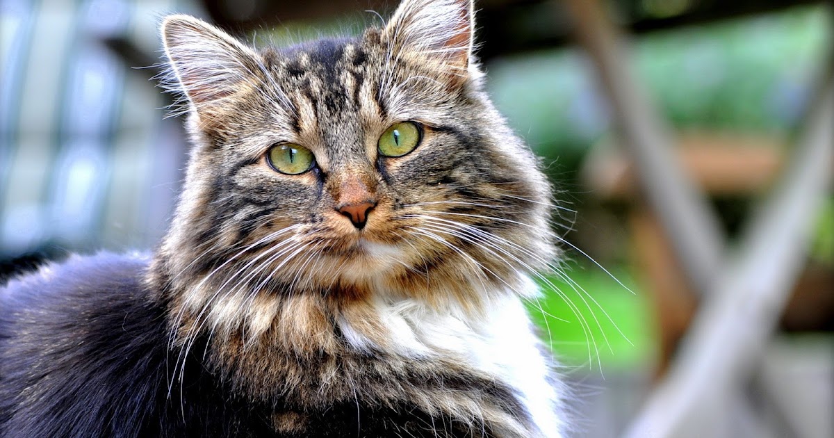 Masum bakışlı kedi resimleri , fotoğrafı , wallpaper , duvar kağıdı